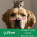 Ветеринарная клиника - LifeVet