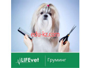 LifeVet